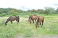 Horses grazing