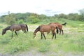 Horses grazing