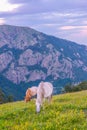 Horses are grazing in the Central Balkan national park in Bulgaria during sunset