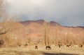 Horses grazing in colourful mountains