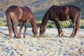 Horses grazing in countryside Royalty Free Stock Photo