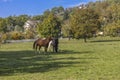 Horses grazing in a countryside landscape, in autumn, Italy Royalty Free Stock Photo