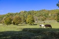 Horses grazing in a countryside landscape, in autumn, Italy Royalty Free Stock Photo