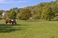 Horses grazing in a countryside landscape, in autumn, Italy Royalty Free Stock Photo