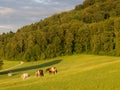 Horses Grazing In the Evening