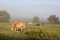 Horses Grazing in Farm Pasture at Foggy Sunrise