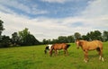 Horses grazing in field Royalty Free Stock Photo