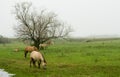 Horses grazing in field Royalty Free Stock Photo