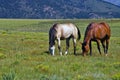 Horses Grazing in a Field Royalty Free Stock Photo