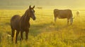 Horses grazing field background cows Royalty Free Stock Photo