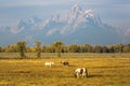 Horses Grazing in Grand Teton National Park Royalty Free Stock Photo