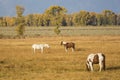 Horses Grazing in Grand Teton National Park Royalty Free Stock Photo