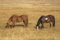 Horses Grazing in Grand Teton National Park Royalty Free Stock Photo