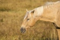 Horses Grazing in Grand Teton National Park Royalty Free Stock Photo