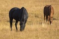 Horses Grazing in Grand Teton National Park Royalty Free Stock Photo