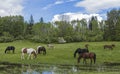 Horses Grazing Royalty Free Stock Photo