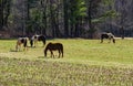 Horses Grazing in a Field Royalty Free Stock Photo