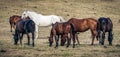 Horses grazing in field Royalty Free Stock Photo