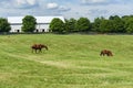 Horses grazing on a horse farm Royalty Free Stock Photo