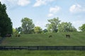 Horses grazing on a horse farm Royalty Free Stock Photo