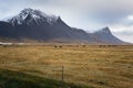 Horses in Field at the Foot of Volcaninc Mountains in Iceland Royalty Free Stock Photo