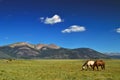 Horses Grazing in Field with Mountains in Colorado Royalty Free Stock Photo