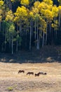 Horses grazing in a field near aspen trees in the fall.