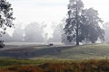 Horses grazing in a field with tall trees during the daytime on a foggy day Royalty Free Stock Photo