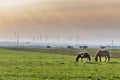 horses grazing in a field with a windmill farm for renewable energy in the background