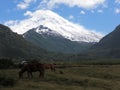 Lanin Volcano, Neuquen, Argentina Royalty Free Stock Photo