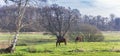 Horses grazing in the fields near Oudemolen Royalty Free Stock Photo