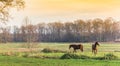 Horses grazing in the fields at sunset in Oudemolen Royalty Free Stock Photo