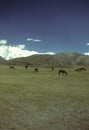 Horses grazing on flat steppes Royalty Free Stock Photo