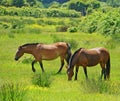 Horses grazing in flowery meadow Royalty Free Stock Photo