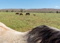 Horses grazing Royalty Free Stock Photo