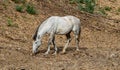 Horses grazing in freedom