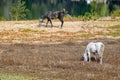 Horses grazing in freedom