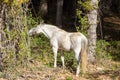 Horses grazing in freedom