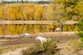 Horses grazing in freedom