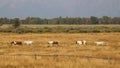 Horses in Grand Teton National Park, Wyoming Royalty Free Stock Photo