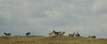 Horses grazing grass at highland pasture.Beautiful white brown and spotted horses graze on mountain.Amazing clouds and Royalty Free Stock Photo