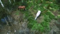 Horses grazing on grass near river Top view 3D