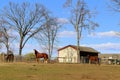 The horses are grazing in the grass. Royalty Free Stock Photo