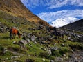 horses grazing on grass in a rocky hill side field with mountains in the distance Royalty Free Stock Photo