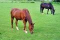 A horses is grazing in a green field Royalty Free Stock Photo