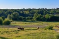 Horses grazing on green grass of a meadow on a sunny summer morning Royalty Free Stock Photo