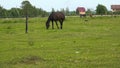 Horses are grazing on a green meadow