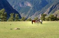 Horses grazing on the green meadow in Valley of Chulyshman river at the morning. Altai Republic. Russia Royalty Free Stock Photo