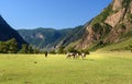 Horses grazing on the green meadow in Valley of Chulyshman river at the morning. Altai Republic. Russia Royalty Free Stock Photo