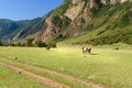 Horses grazing on the green meadow in Valley of Chulyshman river at the morning. Altai Republic. Russia Royalty Free Stock Photo